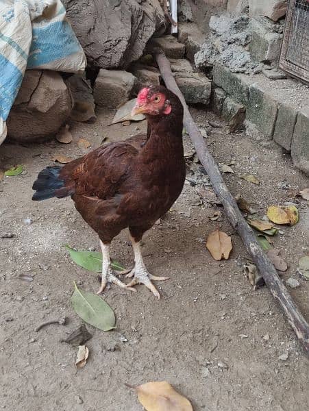 aseel pair for sale 6 aseel hens for sale ready to eggs 2