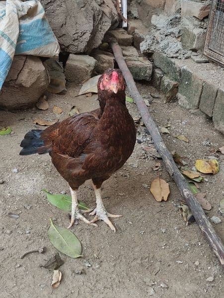 aseel pair for sale 6 aseel hens for sale ready to eggs 3