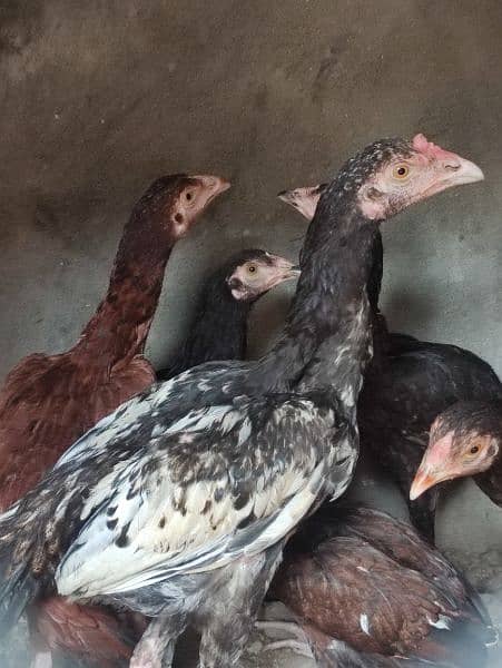 aseel pair for sale 6 aseel hens for sale ready to eggs 6