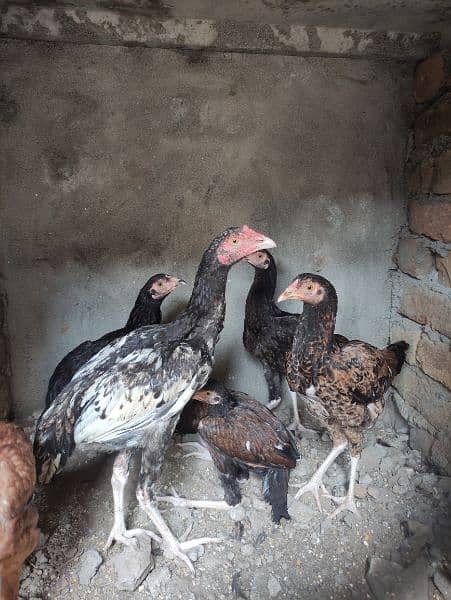 aseel pair for sale 6 aseel hens for sale ready to eggs 8