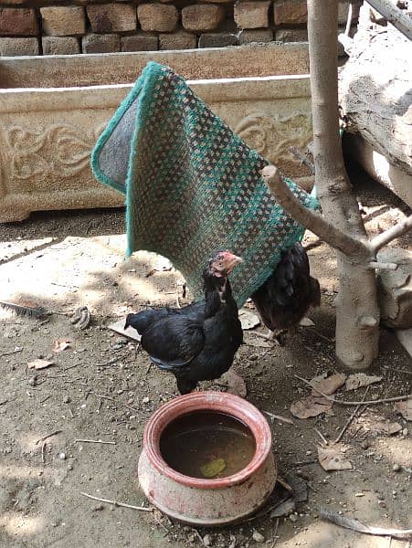 aseel pair for sale 6 aseel hens for sale ready to eggs 9