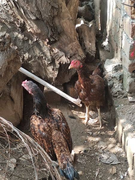 aseel pair for sale 6 aseel hens for sale ready to eggs 10