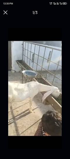 rajanpuri doodh wali bakri