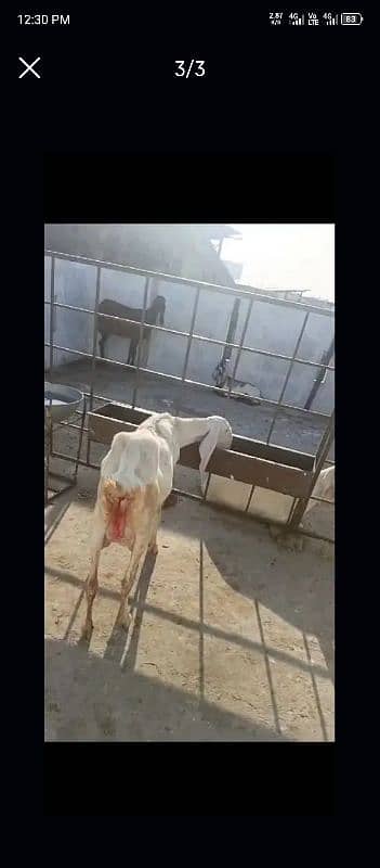 rajanpuri doodh wali bakri 1