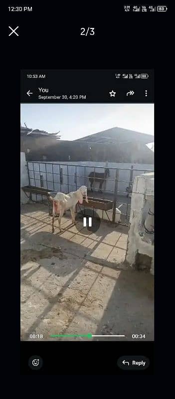 rajanpuri doodh wali bakri 2