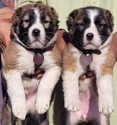 Afghan Kuchi Puppies / Afghan Kuchi Pair For Sale