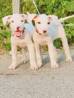 Kohati gultair Pair / Kohati gultair Puppies For Sale