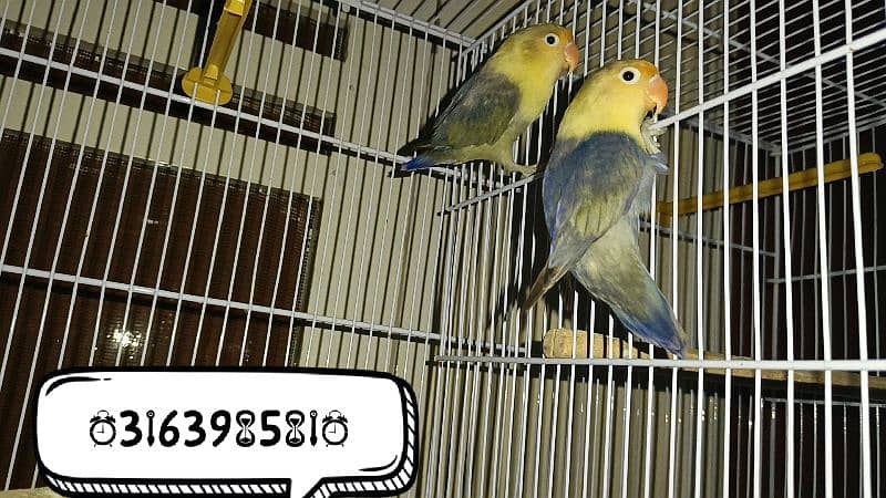 Pure Violet Parblue Pair for Sell 3