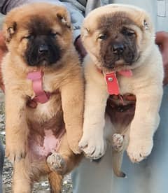 Kurdish Kangal puppies / Kurdish Kangal  Pair 0