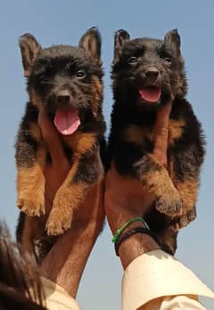 German shepherd puppies For Sale