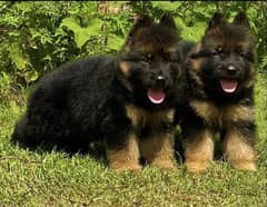 German Shepherd proper long coat puppies heavy bone