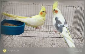 Cockatiel