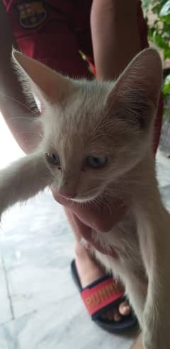 white persian kitten blue eyes