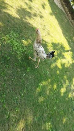 Desi rooster in small hight