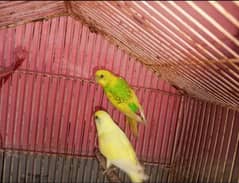 I am selling pair pet without cage 0