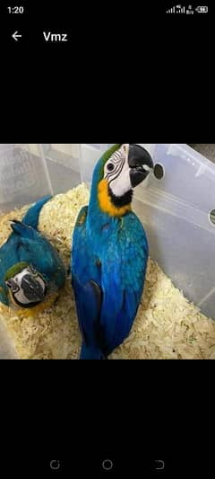 Blue / macaw parrots for sale [03274816678)