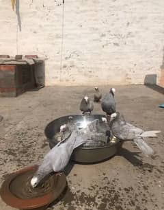 Mukhi Silver Breeder pair Free