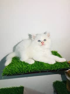 Persian Kitten/Cats/Kittens/High Quality/Blue eyes/Long Coated/White/