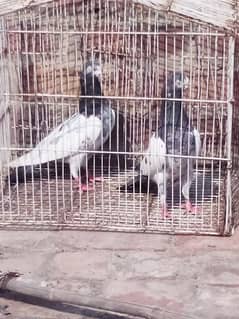 (1) Teddy pigeons pair 3 patiha