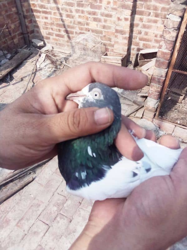 (1) Teddy pigeons pair 3 patiha 1