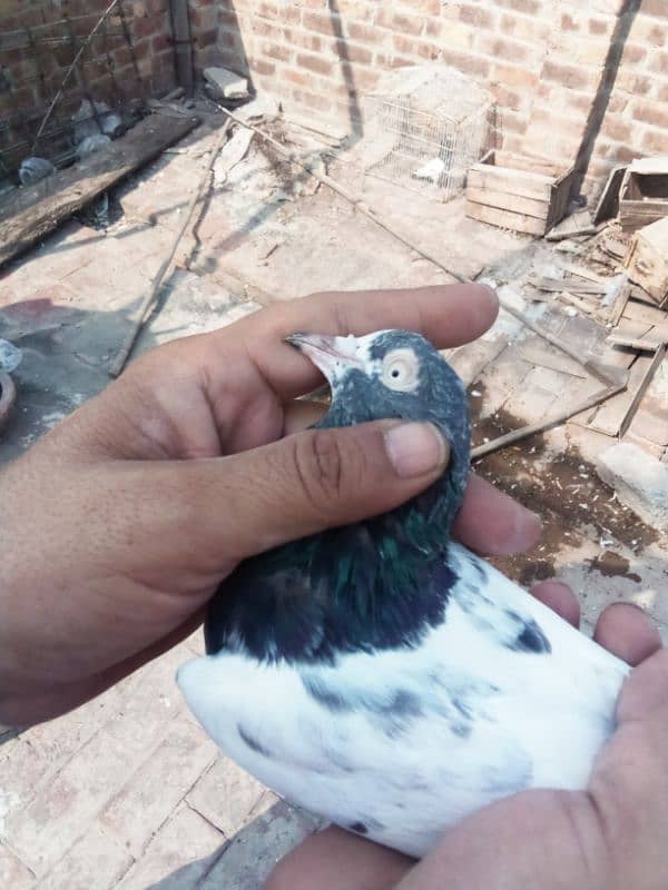 (1) Teddy pigeons pair 3 patiha 3