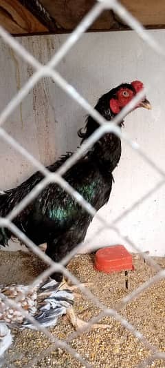 Thai Shamo Cross Aseel Chicks