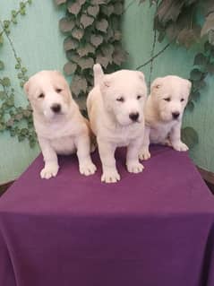 Imported alabai puppies available for sale