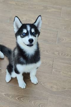 Siberian husky females available for sale