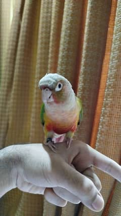 pineapple conure