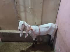 bakri for sale 0