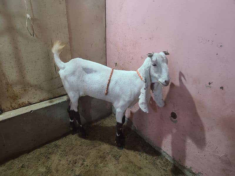 bakri for sale 1