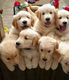 golden retriever puppies 03429703700