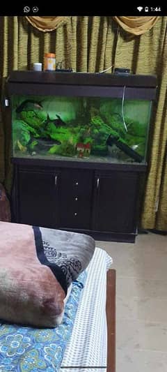 fishtank