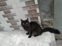 Quine black cat.  Long hear. Black