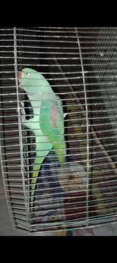 green parrot