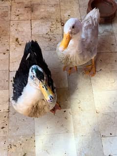 ducks pair