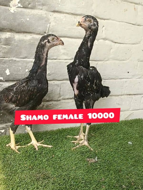 shamo white and black chicks 4