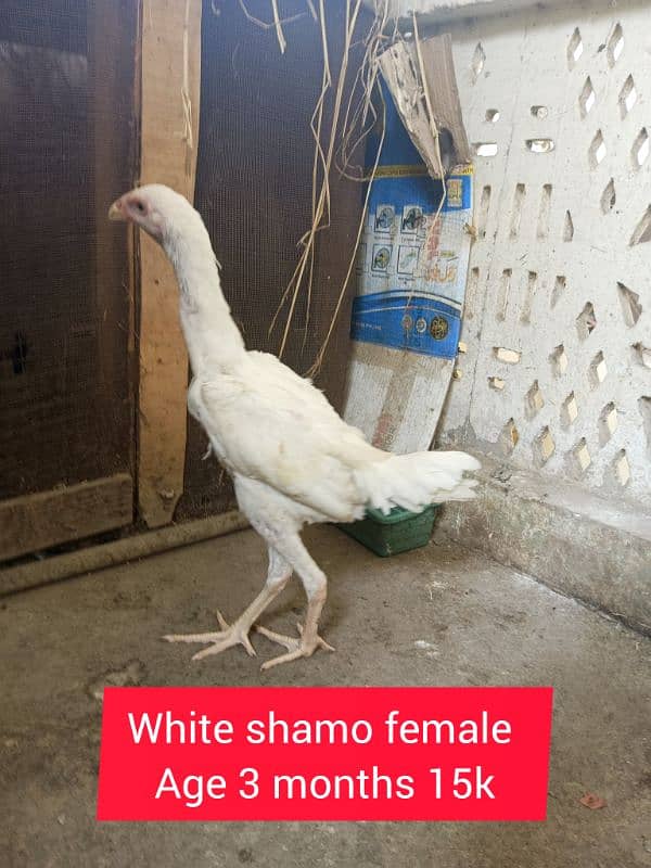 shamo white and black chicks 3