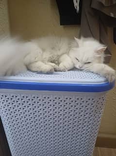 Persian triple fur White cat