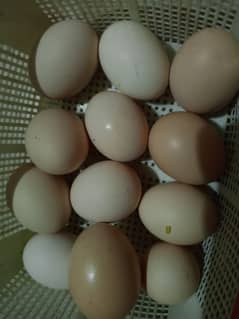 eggs for sale 400 rupay dozen