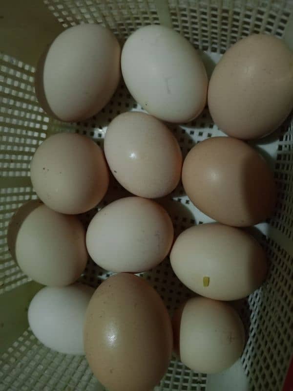 eggs for sale 480 rupay dozen 0