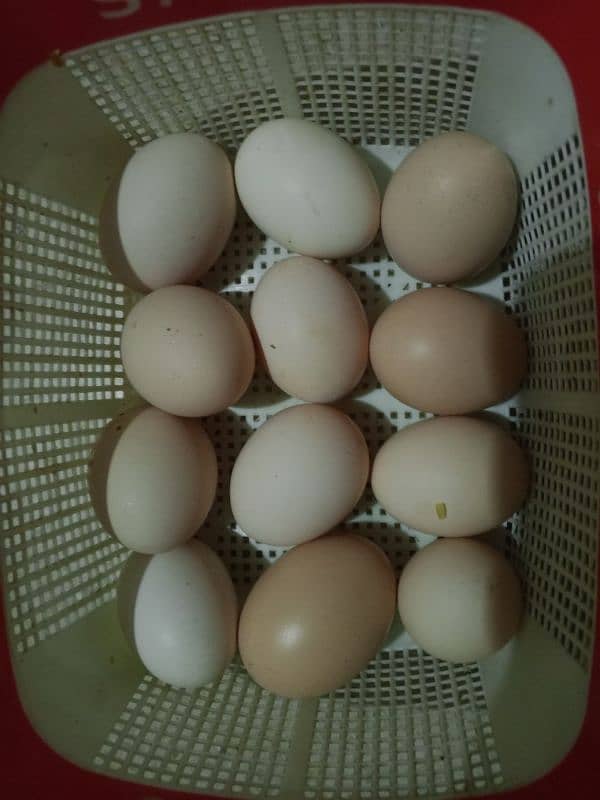 eggs for sale 480 rupay dozen 2