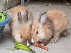 Lionhead Dewarf Rabbit Newzeland Breed