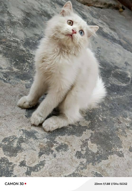 Triple Coated PERSIAN kittens | Vaccinated | 2