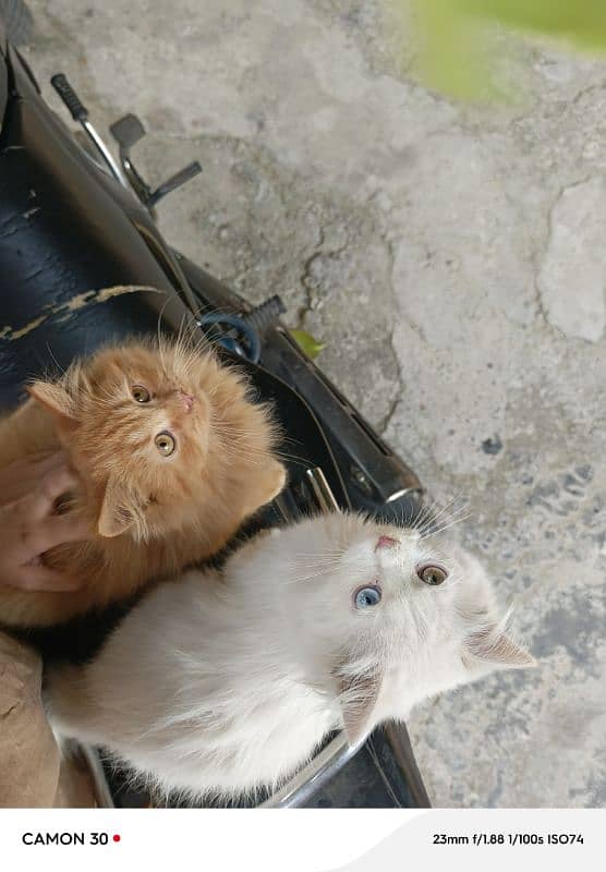 Triple Coated PERSIAN kittens | Vaccinated | 3