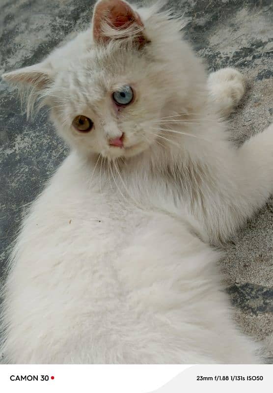 Triple Coated PERSIAN kittens | Vaccinated | 5