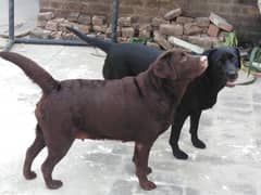 Labrador females pet degree