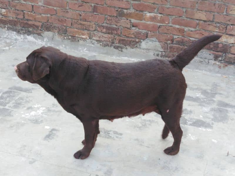 Labrador females pet degree 1