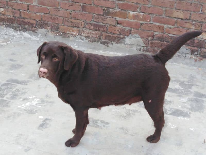 Labrador females pet degree 3