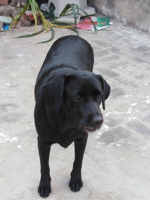 Labrador females pet degree 4